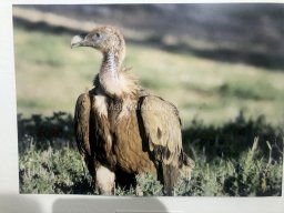 Exposición de aves de la comarca